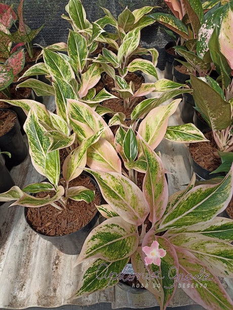 AGLAONEMA PINK AURORA - Apolonia Grade