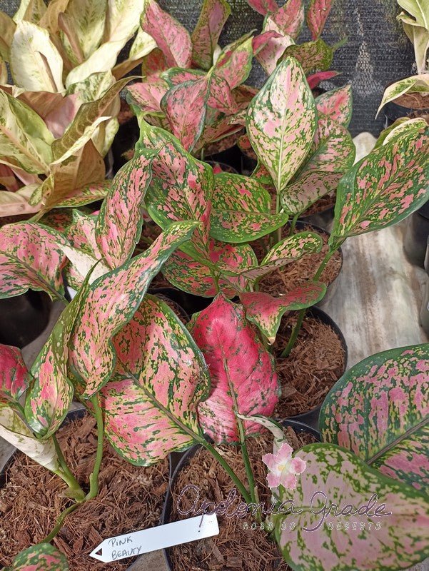 AGLAONEMA PINK BEAUTY - Apolonia Grade