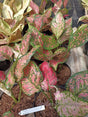 AGLAONEMA PINK BEAUTY - Apolonia Grade