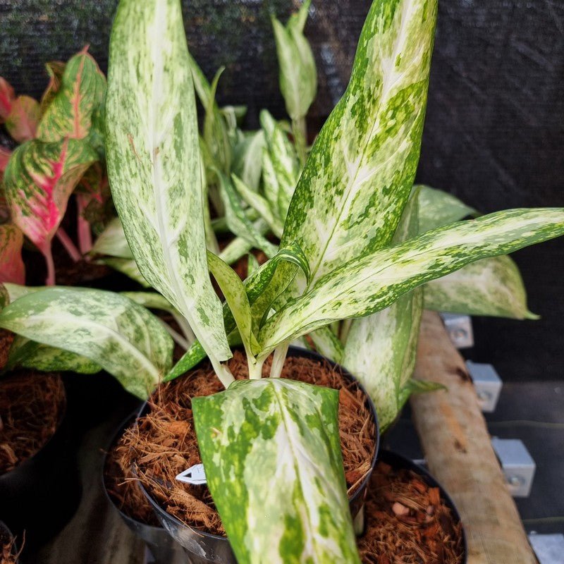 AGLAONEMA PSEUDOBRACTEATUM - Apolonia Grade