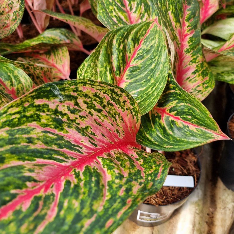 AGLAONEMA RED EMERALD - Apolonia Grade