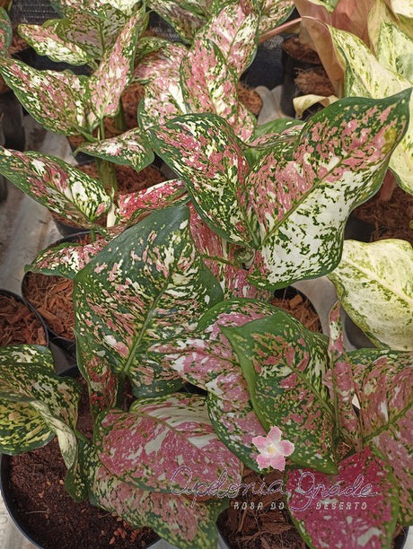 AGLAONEMA TRICOLOR - Apolonia Grade