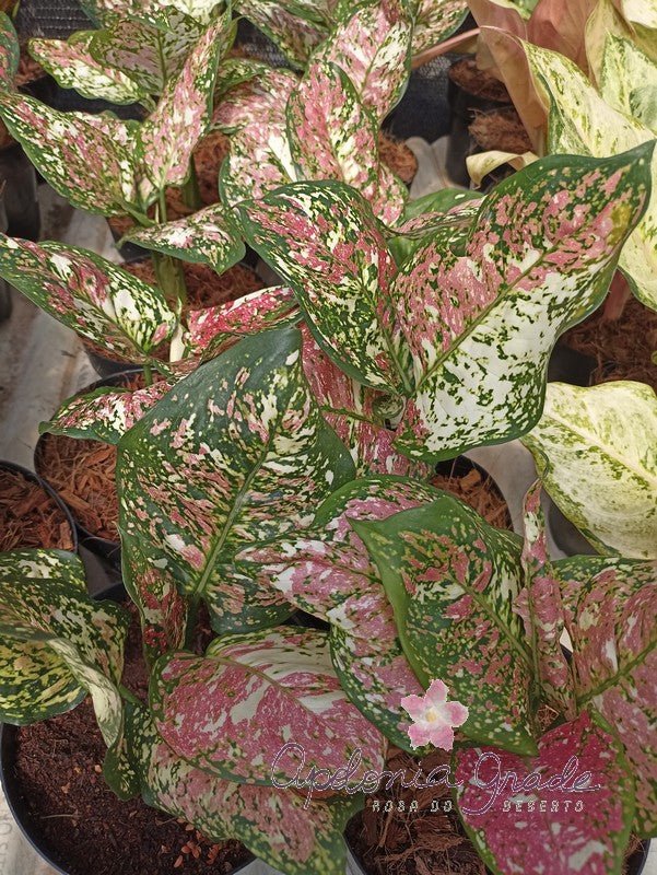 AGLAONEMA TRICOLOR - Apolonia Grade