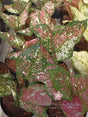AGLAONEMA TRICOLOR - Apolonia Grade