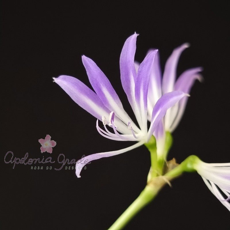 AMARILIS AZUL - GRIFFINIA - Bulbosa - Apolonia Grade