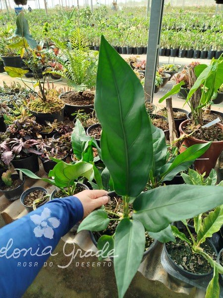 Anthurium Plowmanii - Apolonia Grade