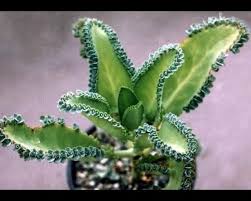 ARANTO (KALANCHOE DAIGREMONTIANA) - Apolonia Grade