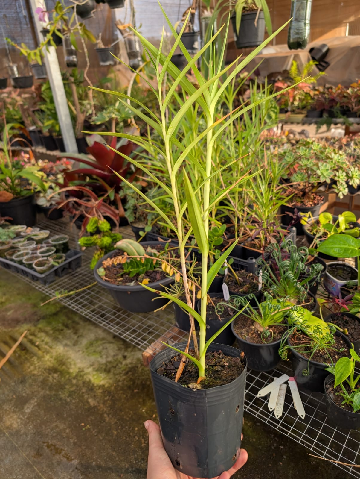 ARUNDINA GRAMINIFOLIA | ORQUÍDEA BAMBU - Apolonia Grade