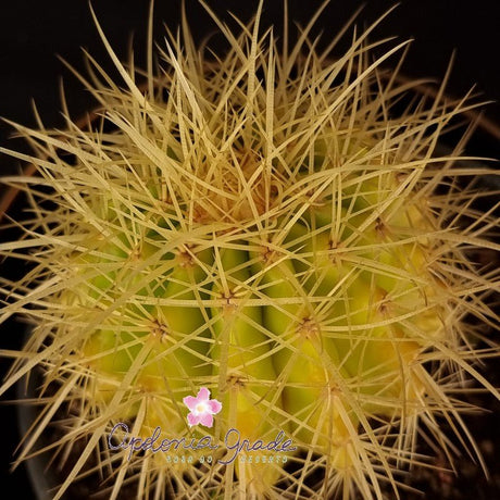 CACTO ALMOFADA DE SOGRA! - Apolonia Grade