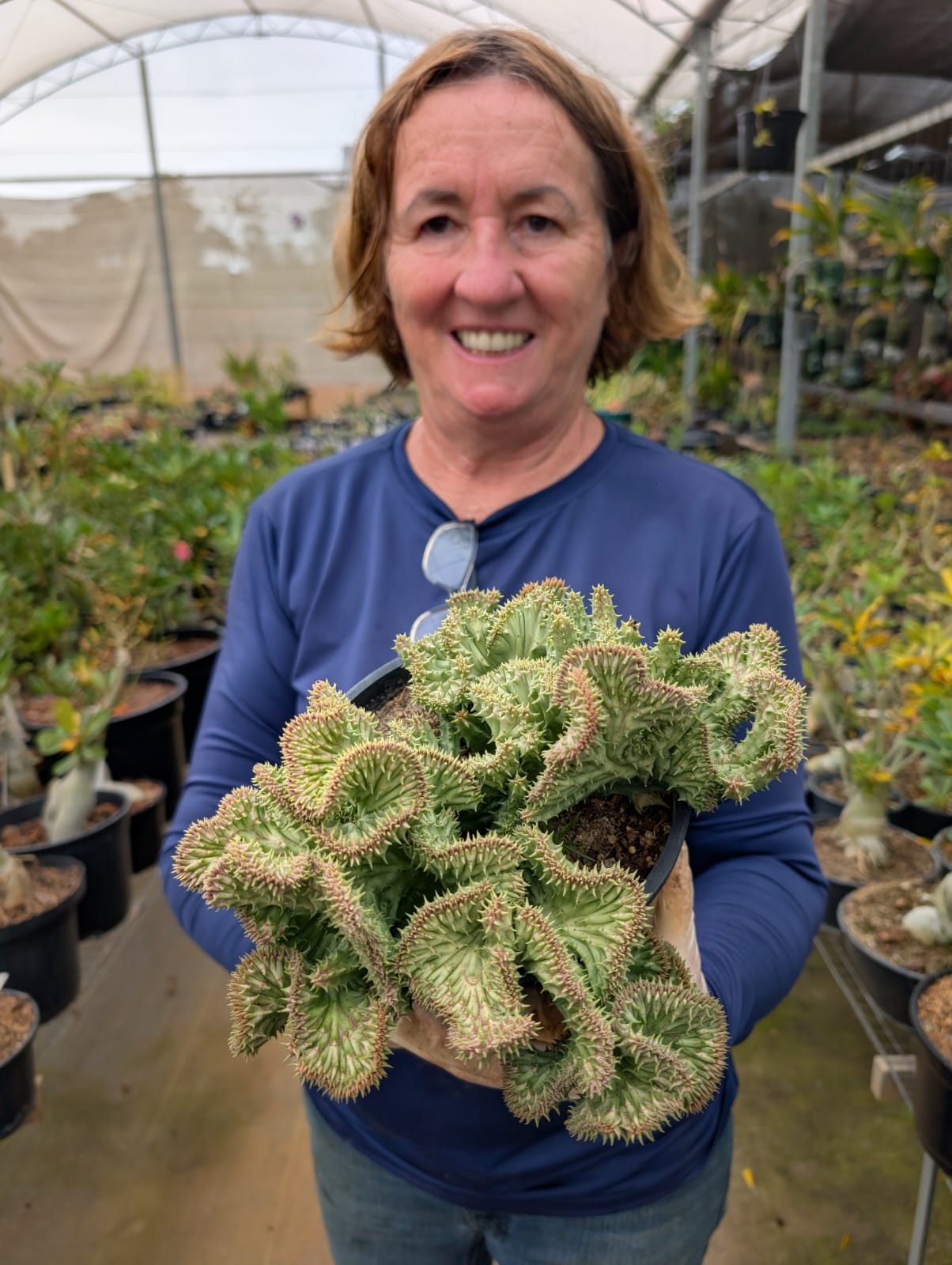 CACTO CASTELINHO MAIOR - CRISTATA - Apolonia Grade