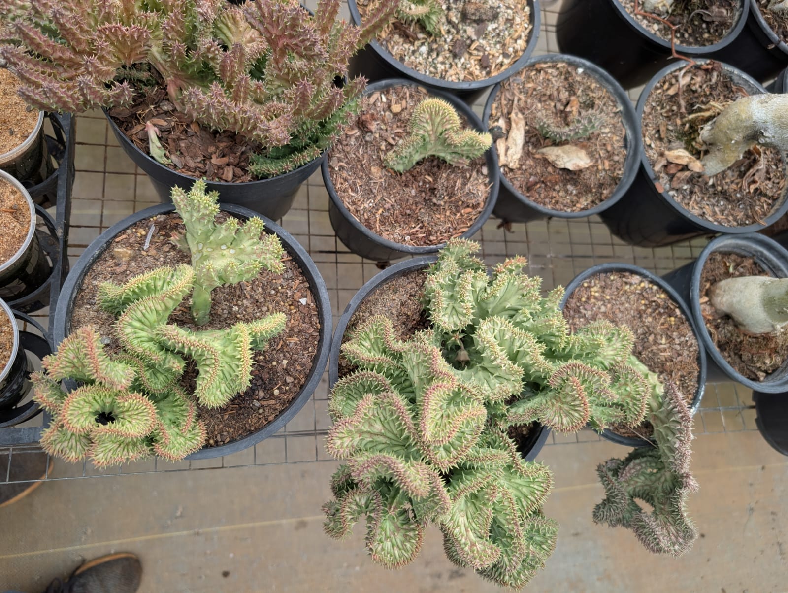 CACTO CASTELINHO MAIOR - CRISTATA - Apolonia Grade