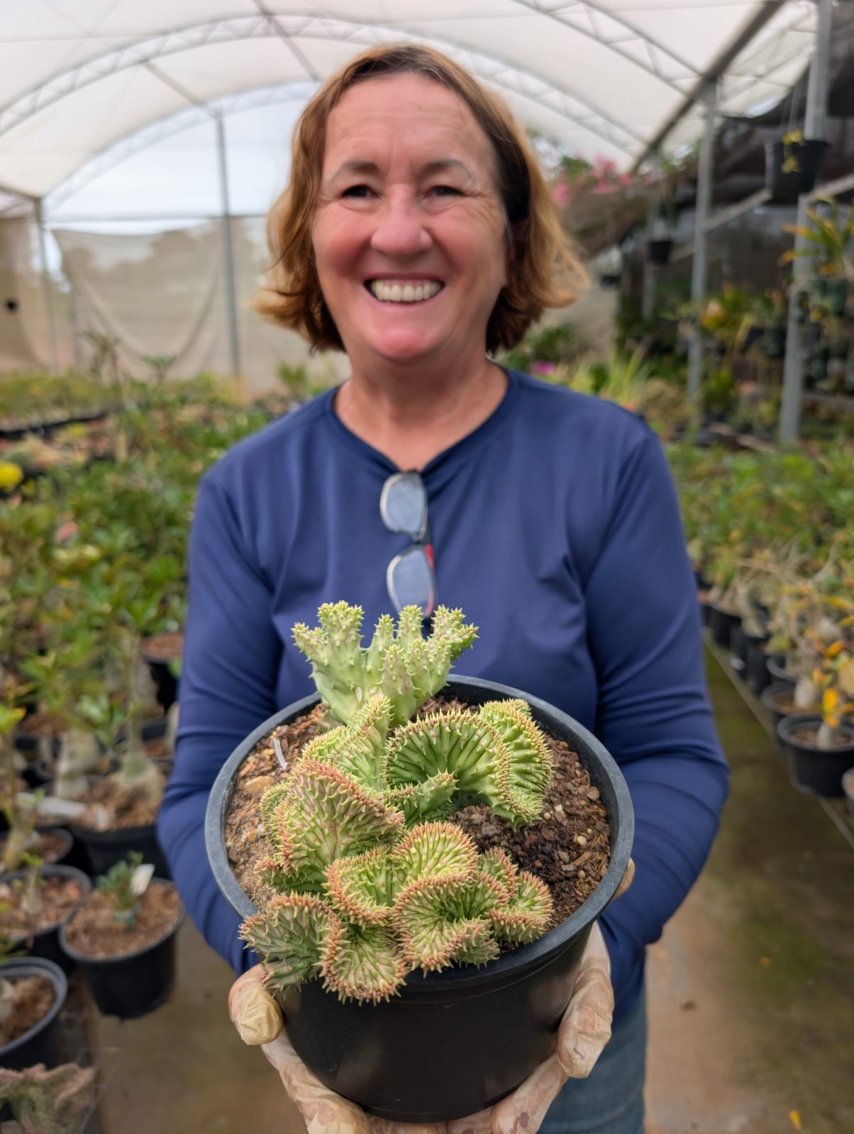 CACTO CASTELINHO MENOR - CRISTATA - Apolonia Grade