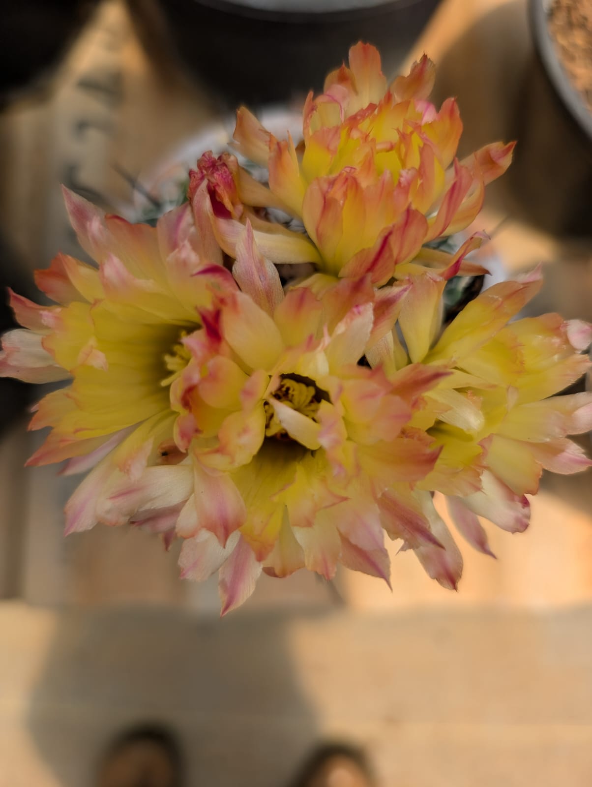 CACTO CORYPHANTA | FLOR AMARELA - Apolonia Grade