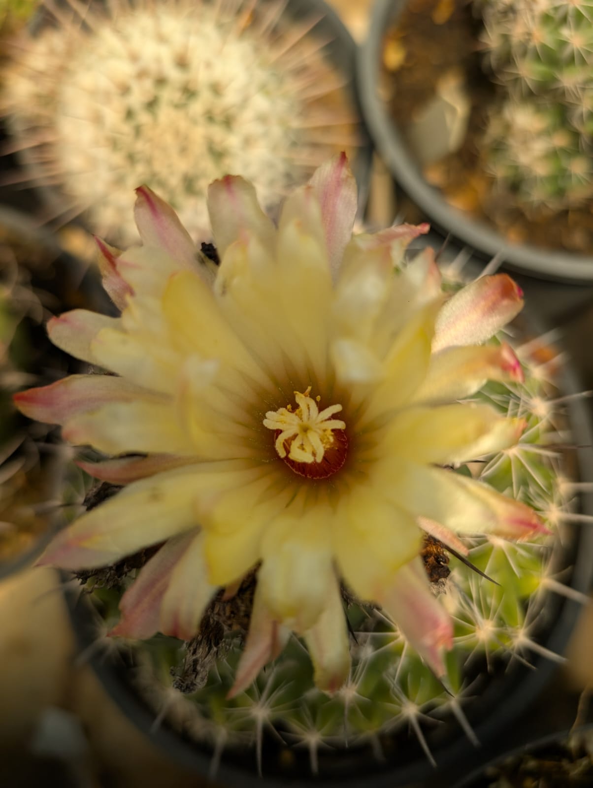 CACTO CORYPHANTA | FLOR AMARELA - Apolonia Grade