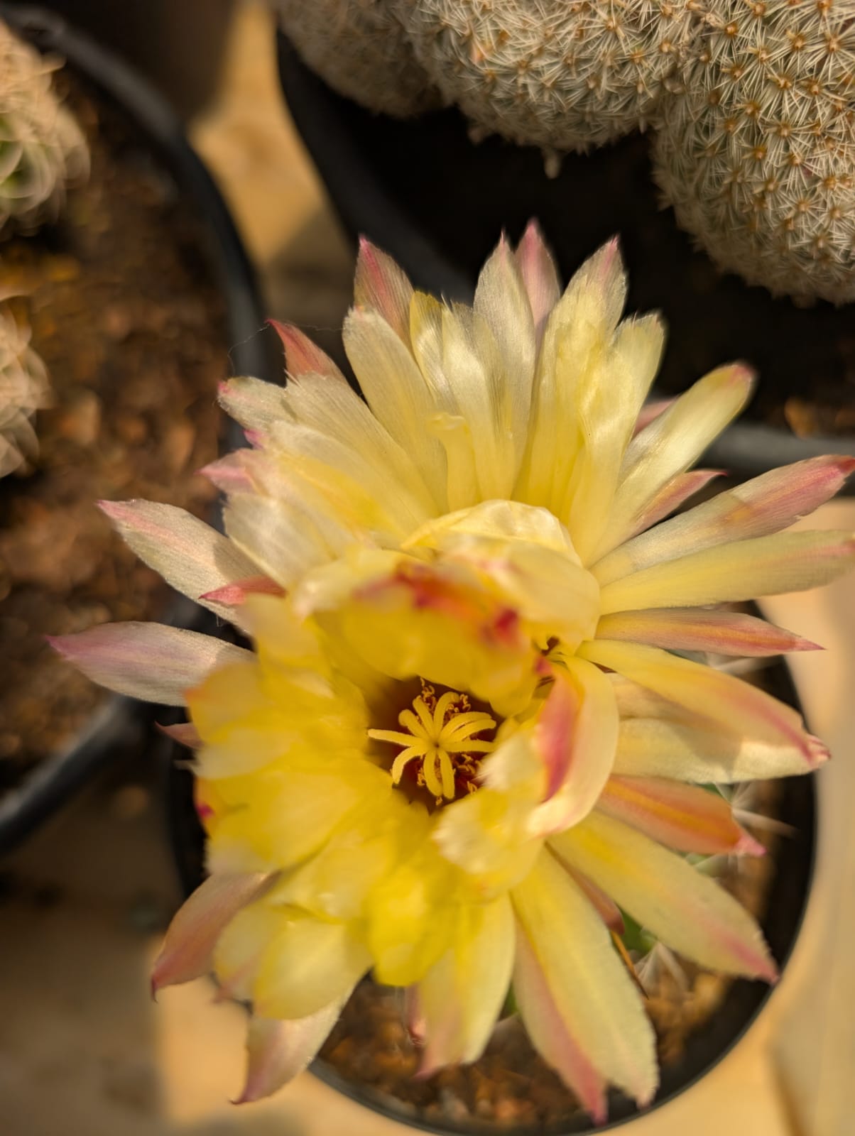 CACTO CORYPHANTA | FLOR AMARELA - Apolonia Grade