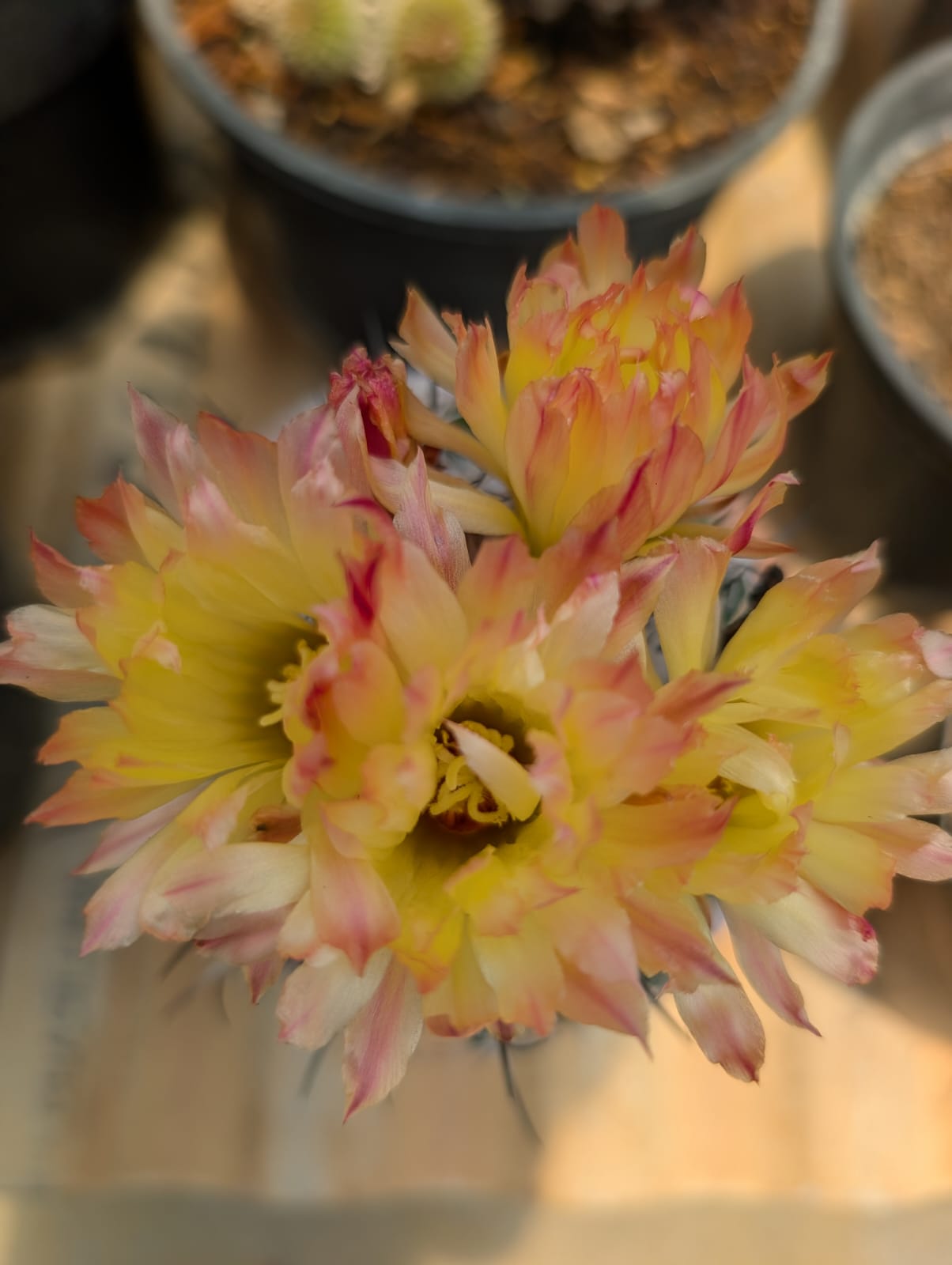 CACTO CORYPHANTA | FLOR AMARELA - Apolonia Grade