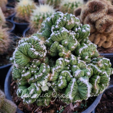 CACTO CRISTATA - Apolonia Grade