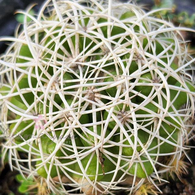 CACTO DISCOCACTUS ZEHNTNERI - Apolonia Grade