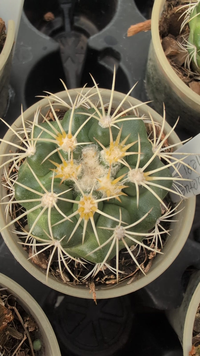 CACTO DISCOCACTUS ZEHNTNERI | PLANTA JOVEM - Apolonia Grade