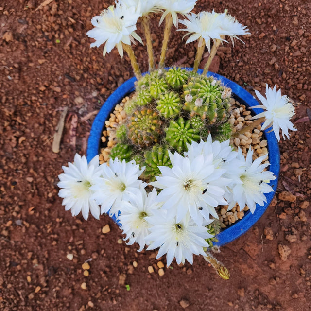CACTO ECHINOPSIS CALOCHLORA SP | FLOR BRANCA - Apolonia Grade