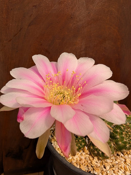 CACTO ECHINOPSIS | FLOR ROSA - Apolonia Grade