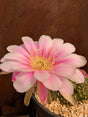 CACTO ECHINOPSIS | FLOR ROSA - Apolonia Grade