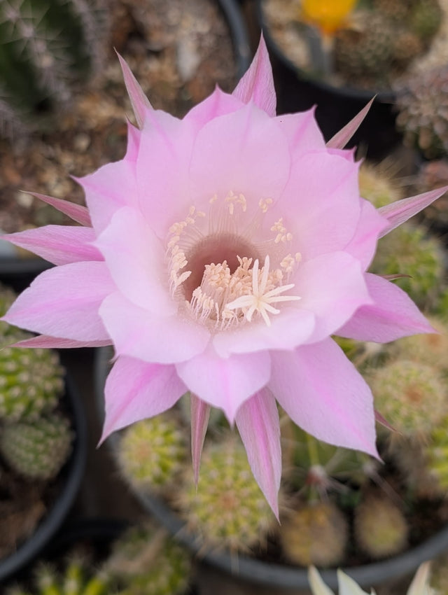 CACTO ECHINOPSIS | FLOR ROSADA - Apolonia Grade