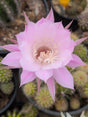 CACTO ECHINOPSIS | FLOR ROSADA - Apolonia Grade
