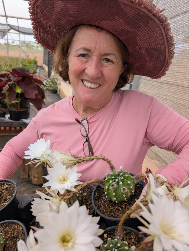 CACTO ECHINOPSIS SUBDENUDATA | FLOR BRANCA - Apolonia Grade