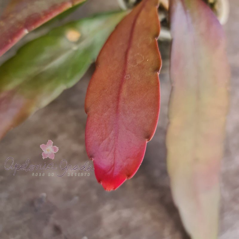 CACTO EPIPHYLLUM RED RAMULOSA (RIPSALIS) - Apolonia Grade