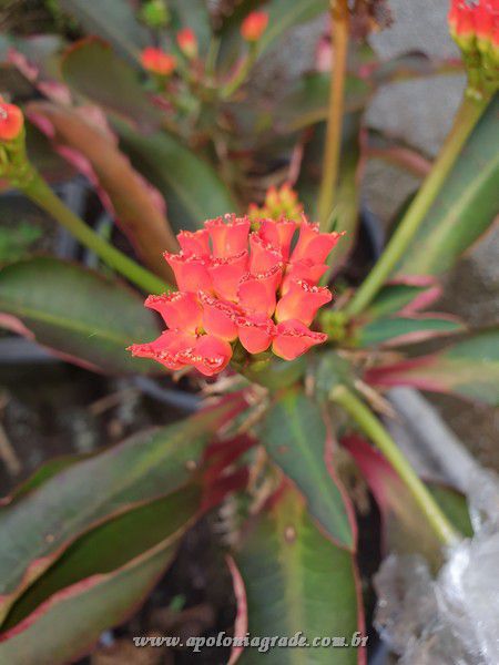 CACTO EUPHORBIA VIGUIERII - Apolonia Grade