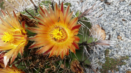 CACTO FERROCACTUS GARRA DE ÁGUIA - Apolonia Grade