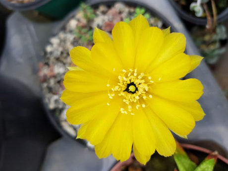 CACTO LOBIVIA ARACHNACANTHA (AMARELO) - Apolonia Grade