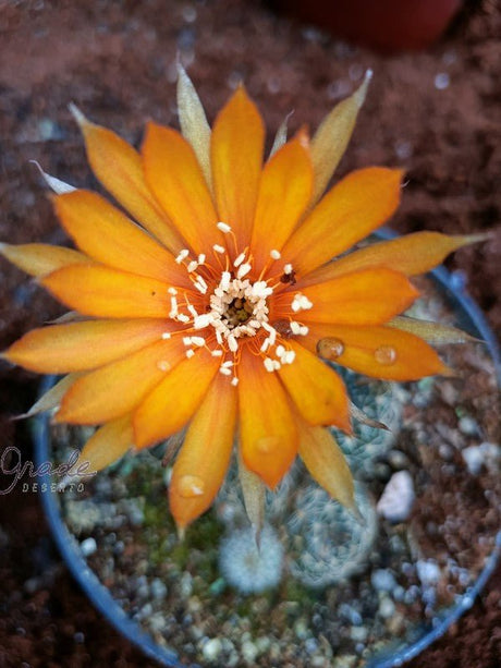 CACTO LOBIVIA SP (LARANJA) - Apolonia Grade