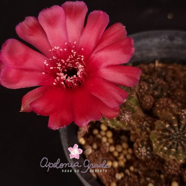 CACTO LOBIVIA SP (VERMELHO) - Apolonia Grade