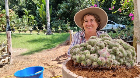 CACTO MAMMILLARIA BENECKEYI - Apolonia Grade