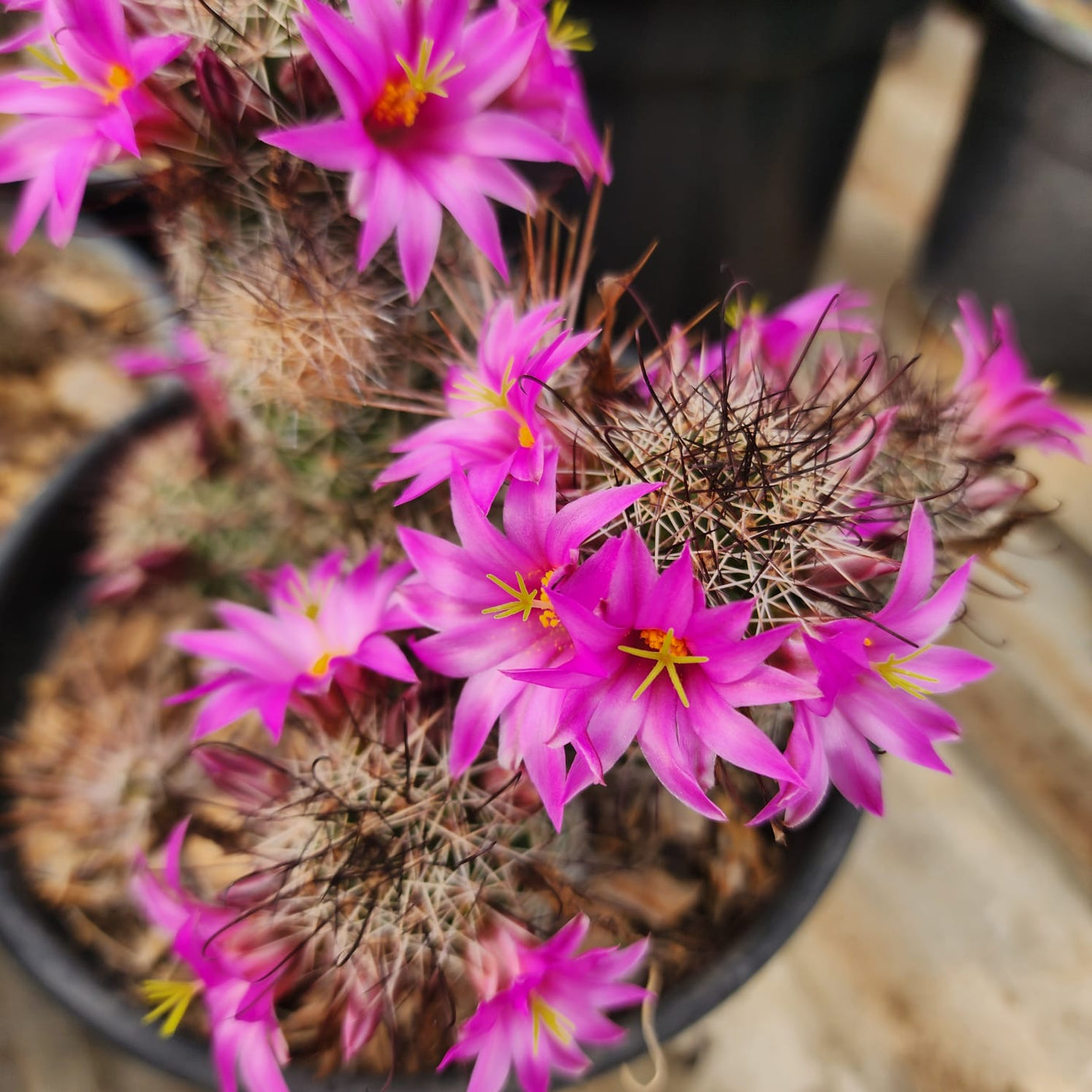 CACTO MAMMILLARIA INSULARES - Apolonia Grade