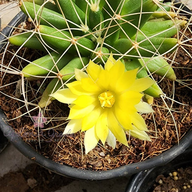 CACTO MAMMILLARIA LONGIMMAMMA - Apolonia Grade