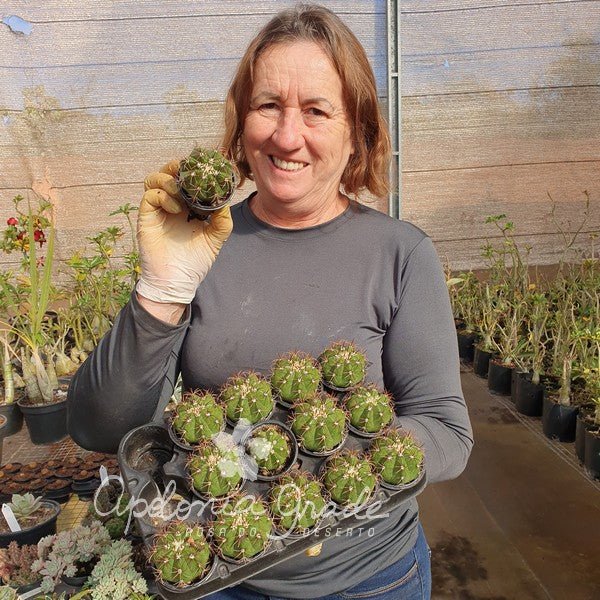 CACTO MELO CURVISPINUS - Apolonia Grade