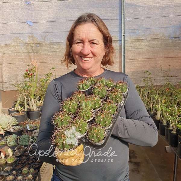 CACTO MELOCACTUS ZEHNTNERI - Apolonia Grade