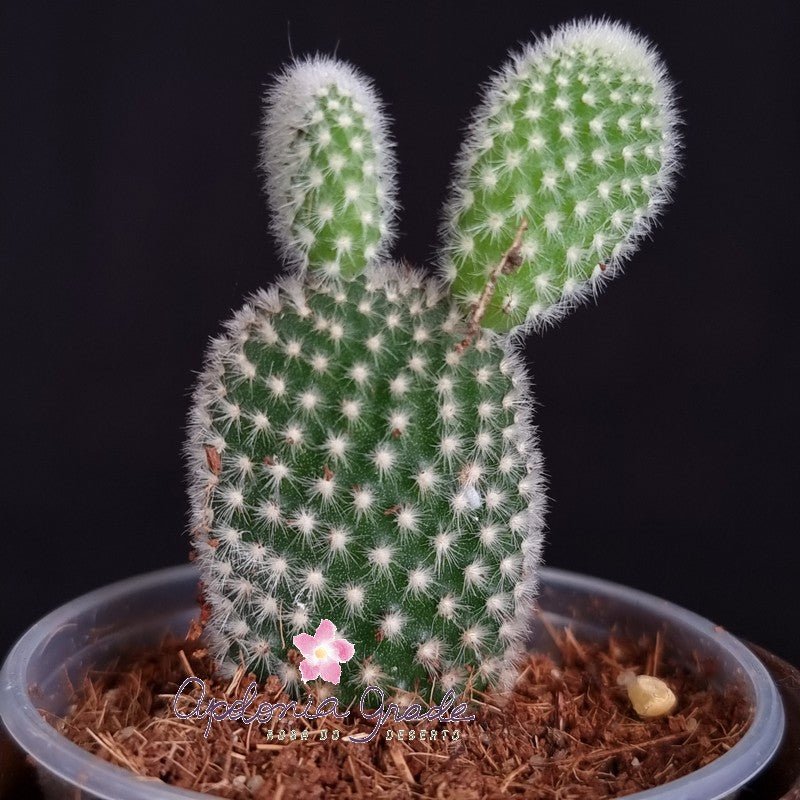 CACTO MICKEY MOUSE - BRANCO (Opuntia Microdasys Albispina) - Apolonia Grade