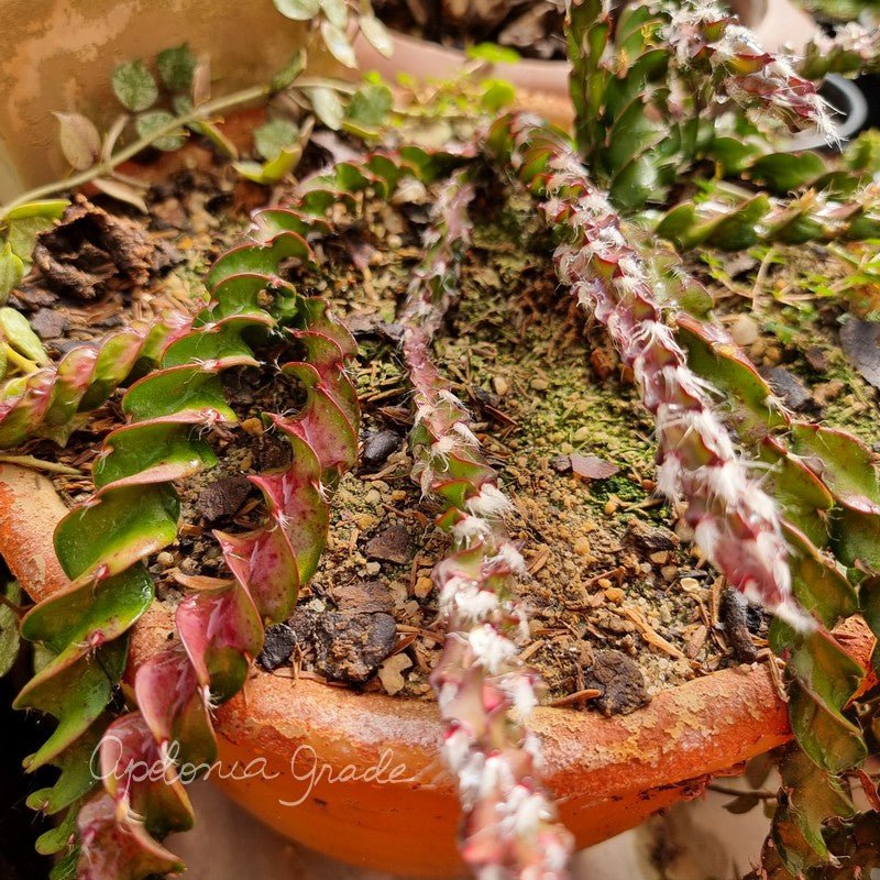 CACTO RIPSALIS ESPIRAL - Rabinho de Porco - Apolonia Grade