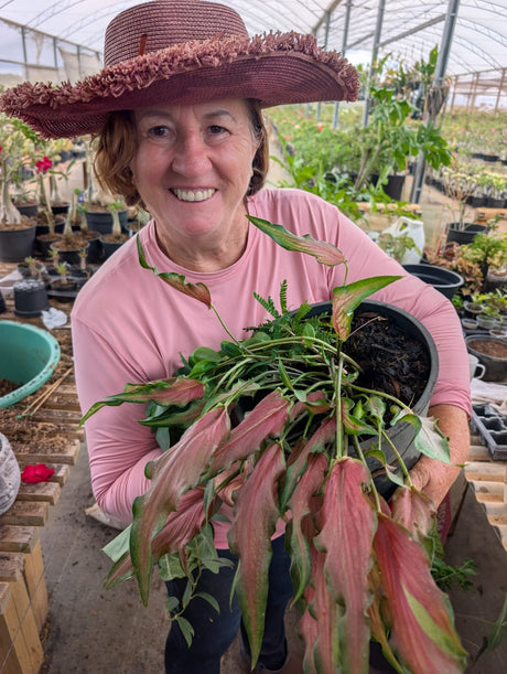 CALADIUM | 007 - Apolonia Grade