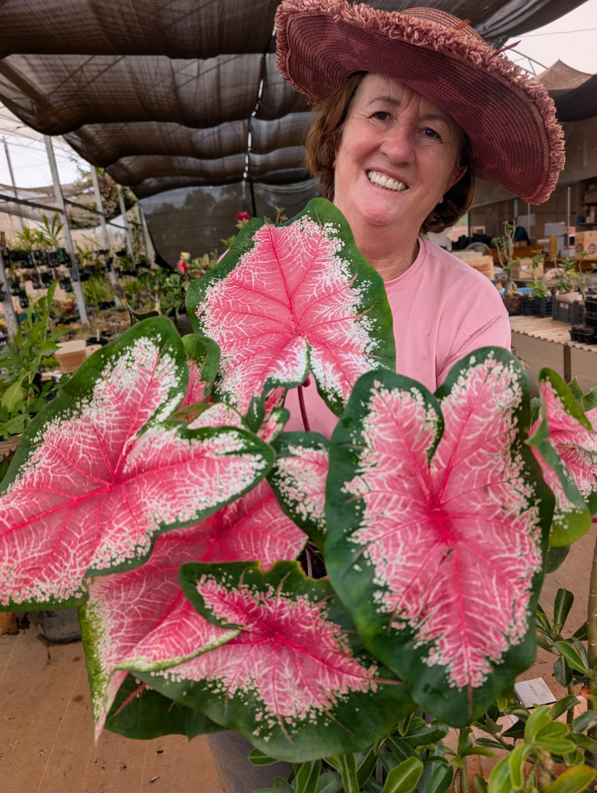 CALADIUM | 008 - Apolonia Grade