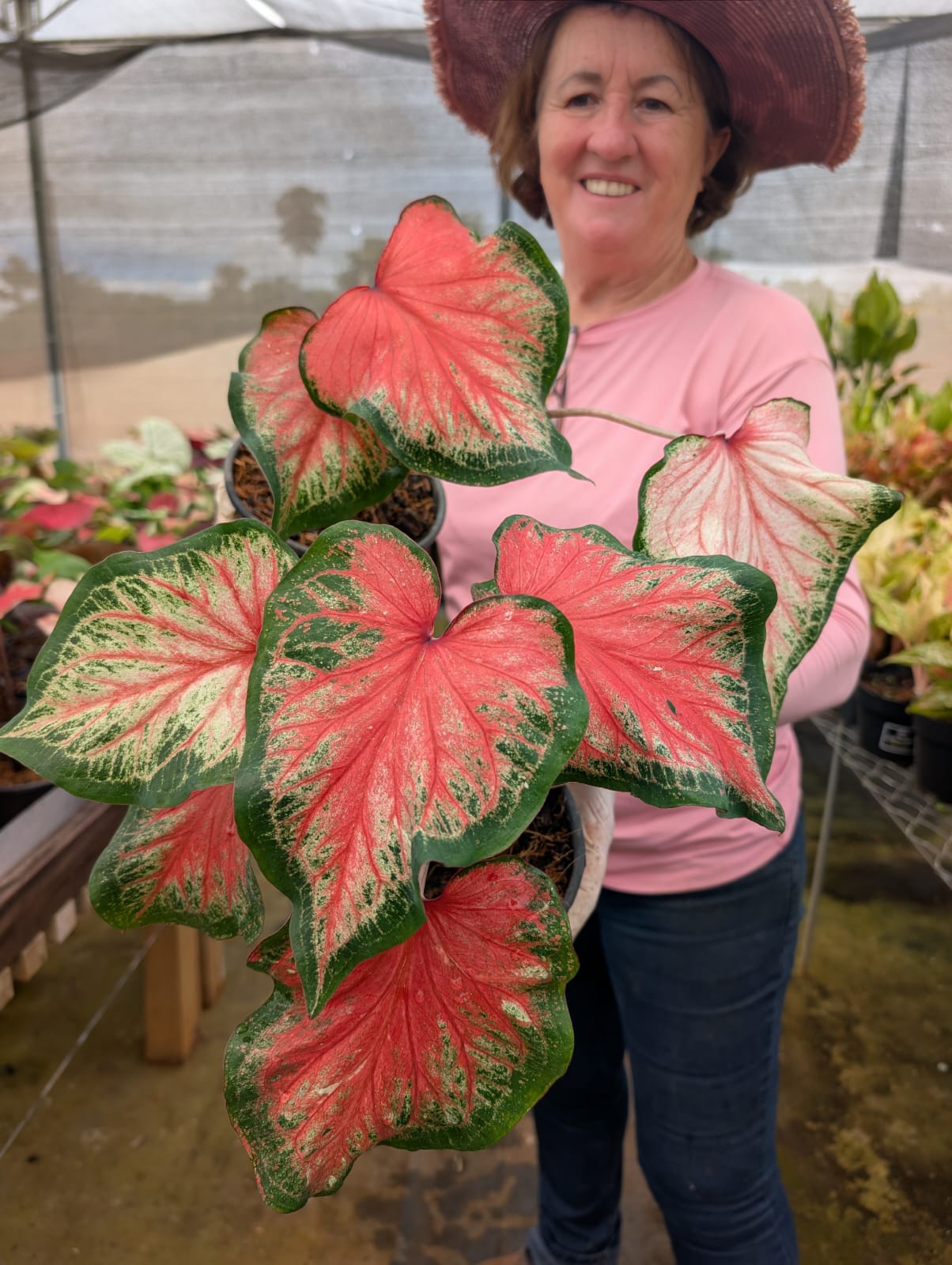 CALADIUM | 009 - Apolonia Grade