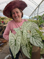 CALADIUM ALLURE | 005 - Apolonia Grade