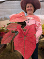 CALADIUM CLEÓPATRA | 006 - Apolonia Grade