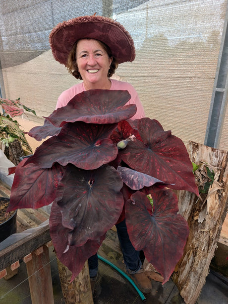 CALADIUM DARK CHOCO | 004 - Apolonia Grade