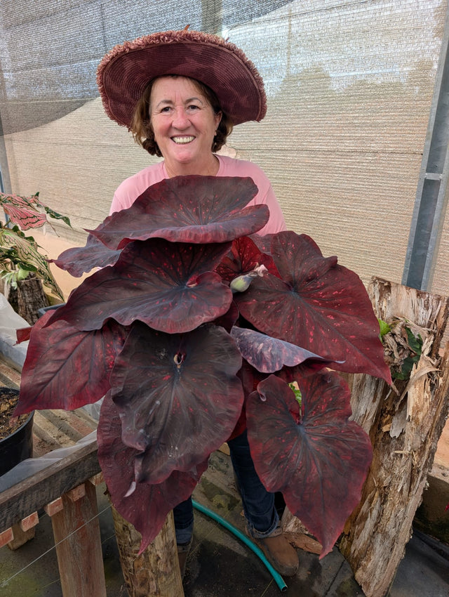 CALADIUM DARK CHOCO | 004 - Apolonia Grade