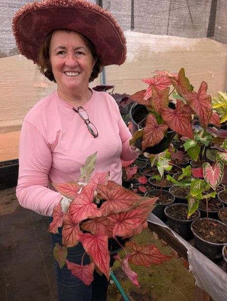 CALADIUM | DESERT SUNSET 006 - Apolonia Grade